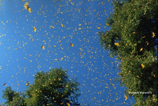 Mariposa monarca en vuelo
