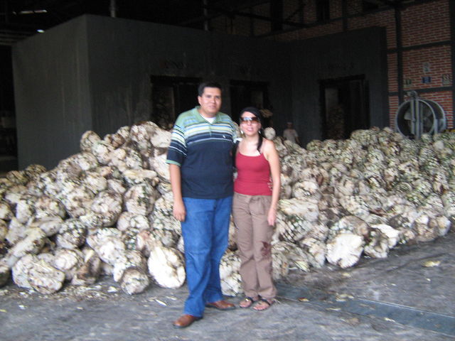 Foto con las piñas del tequila en la Cofradía